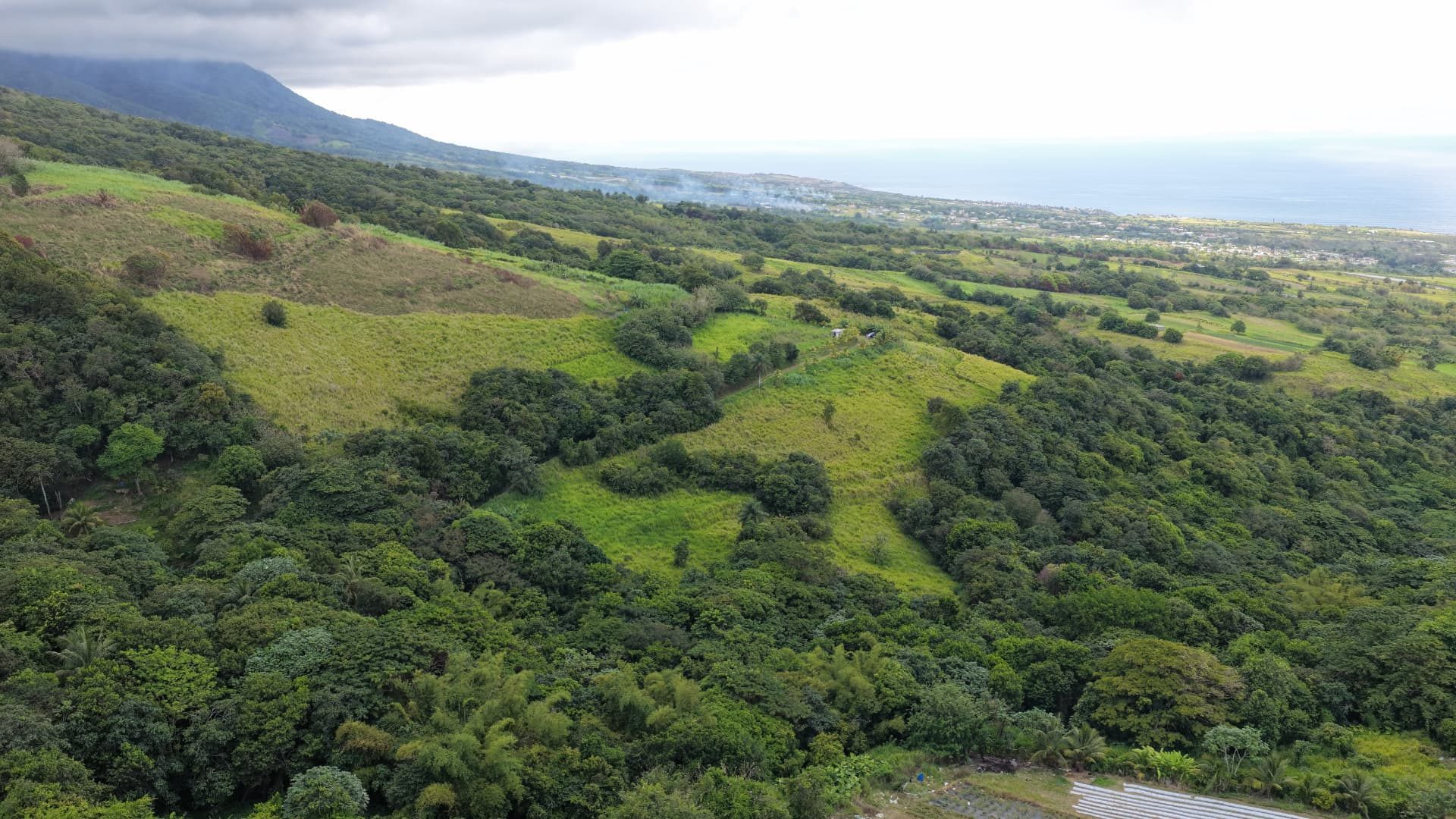 Estate hillside with the coast beyond