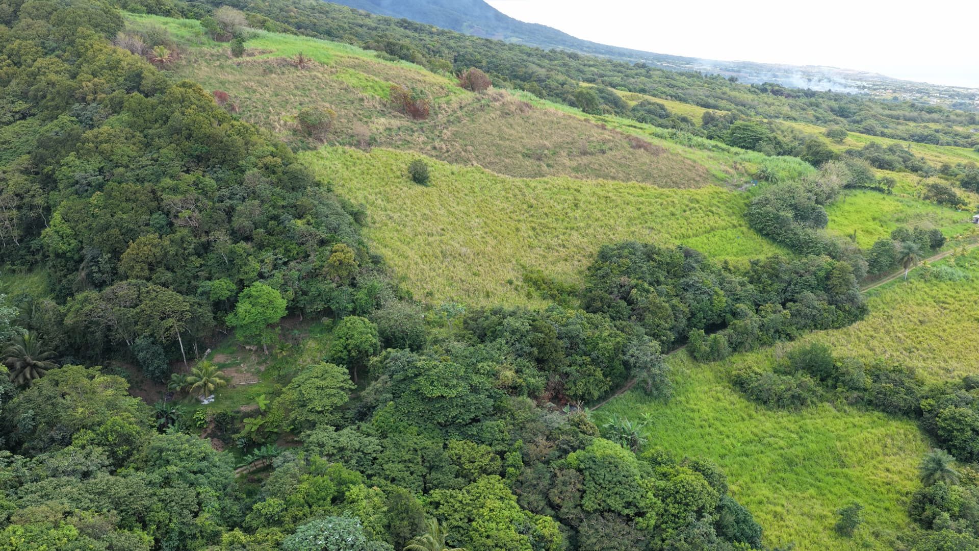 Open pasture on the estate slopes