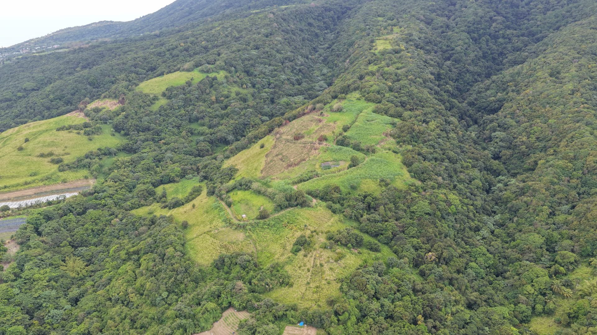 Forested hillside around the parcel