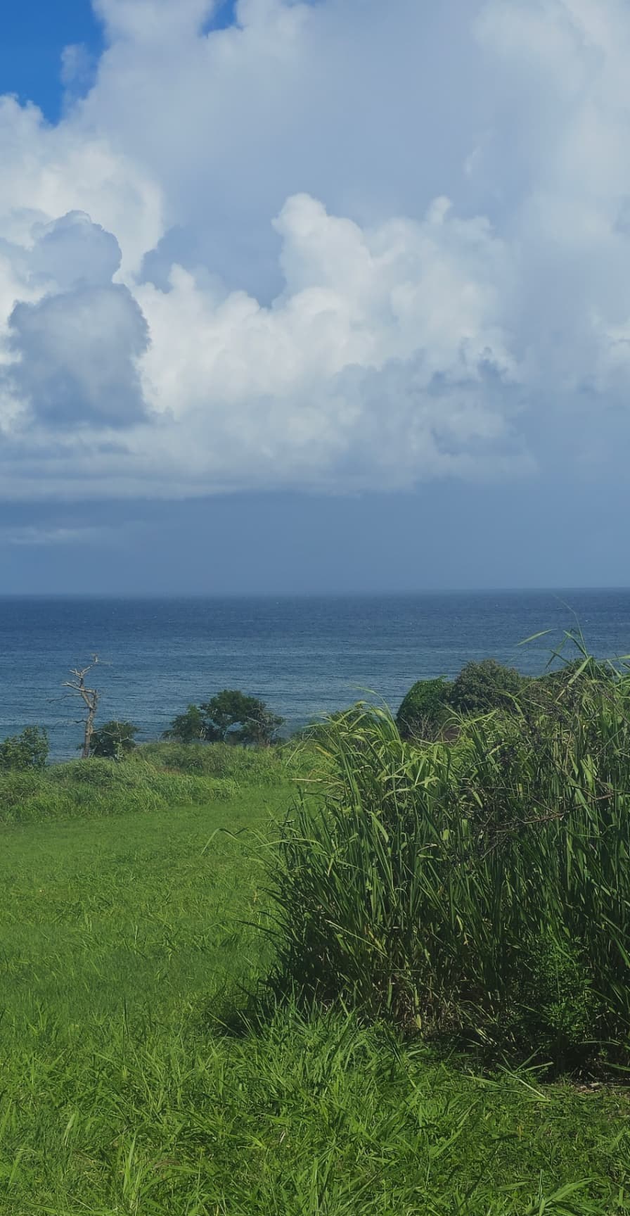 Tall grasses and shrubs on a meadow sloping toward the ocean horizon